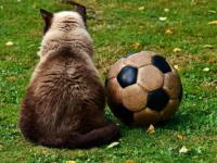 B体育体育官方-欧国联实况：曼城击败切尔西，继续领跑积分榜